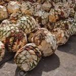 El tequila regalo de los Dioses es una bebida emblemática de México