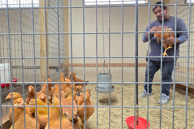 En Estados Unidos crían gallinas en casa para abastecerse ante falta de huevos