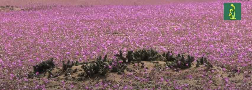 Inusuales lluvias hacen florecer el árido desierto de Atacama en Chile