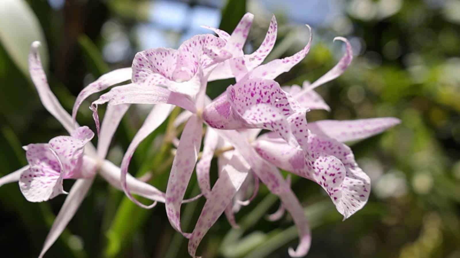 Jardín Botánico Nacional arriba a su 48 aniversario con nuevos proyectos de conservación